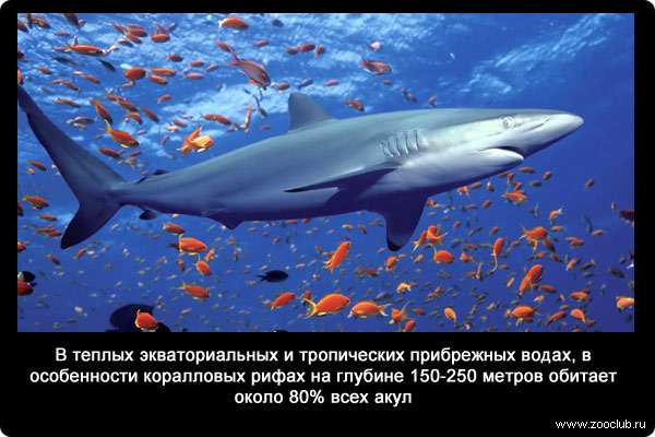 В теплых экваториальных и тропических прибрежных водах, в особенности коралловых рифах на глубине 150-250 метров обитает около 80% всех акул