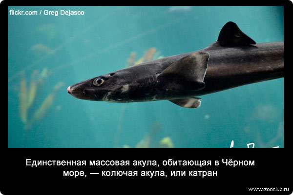 Единственная массовая акула, обитающая в Чёрном море, - колючая акула, или катран