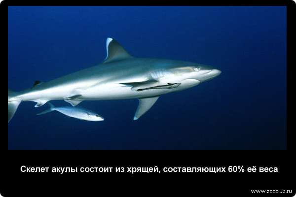 Скелет акулы состоит из хрящей, составляющих 60% её веса