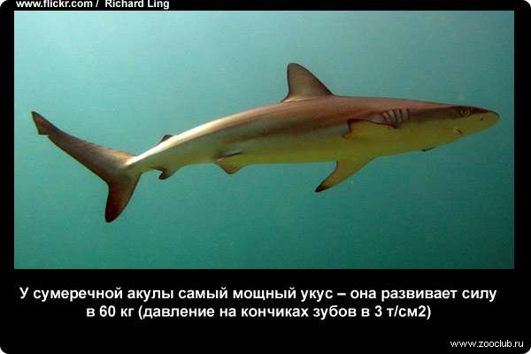 У сумеречной акулы (Carcharhinus obscurus) самый мощный укус - она развивает силу в 60 кг (давление на кончиках зубов в 3 т/см2)