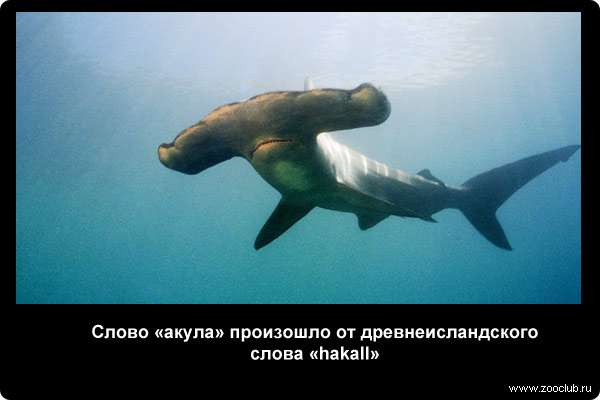Слово акула произошло от древнеисландского слова hakall