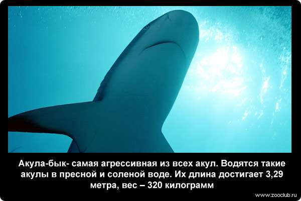 Акула-бык, или тупорылая акула  (Carcharhinus leucas) - самая агрессивная из всех акул. Водятся такие акулы в пресной и соленой воде. Их длина достигает 3,29 метра, вес - 320 килограмм
