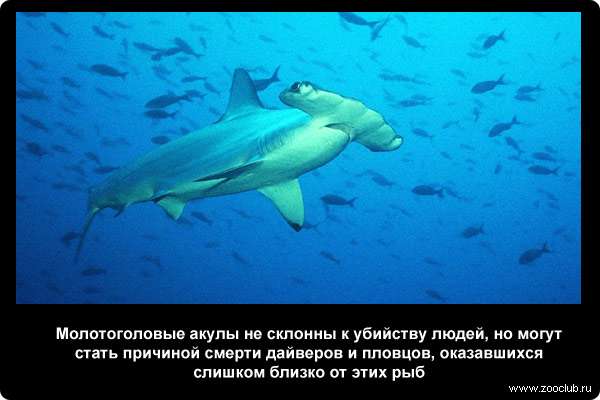Молотоголовые акулы (Sphyrna) не склонны к убийству людей, но могут стать причиной смерти дайверов и пловцов, оказавшихся слишком близко от этой рыбы