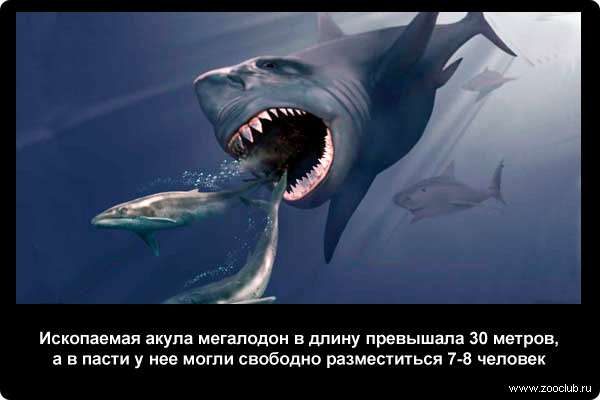 Ископаемая акула мегалодон в длину превышала 30 метров, а в пасти у нее могли свободно разместиться 7-8 человек