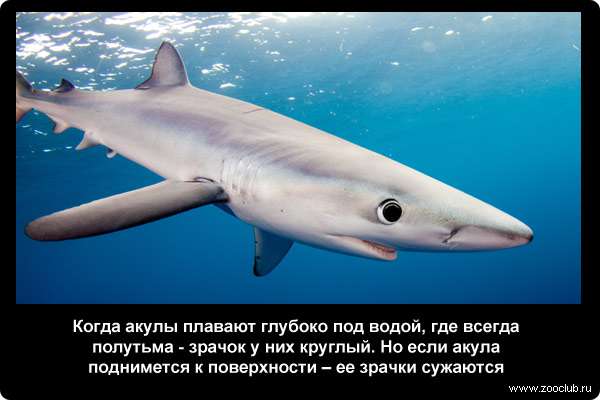 Когда акулы плавают глубоко под водой, где всегда полутьма - зрачок у них круглый. Но если акула поднимется к поверхности - ее зрачки сужаются
