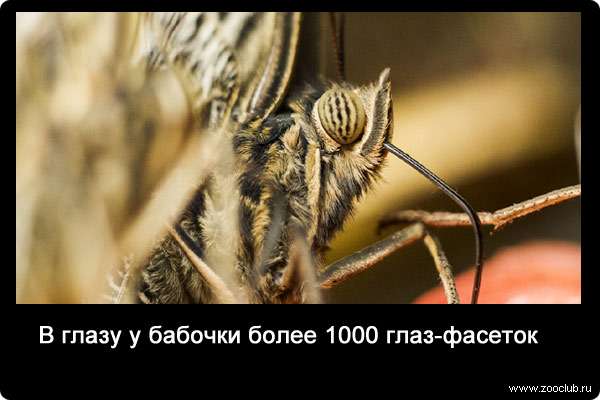 В глазу у бабочки более 1000 глаз-фасеток
