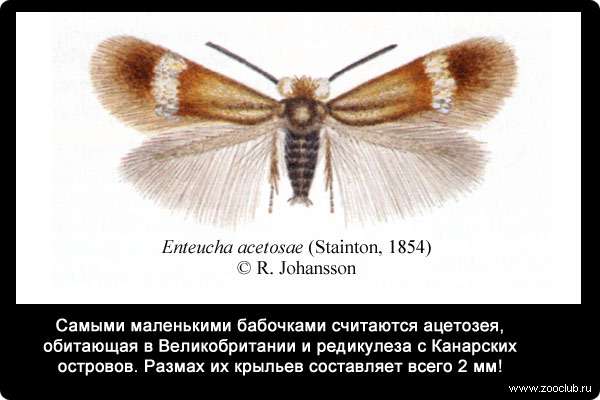  Самыми маленькими бабочками считаются ацетозея (Enteucha acetosae), обитающая в Великобритании и редикулеза (Stigmella ridiculosa) с Канарских островов