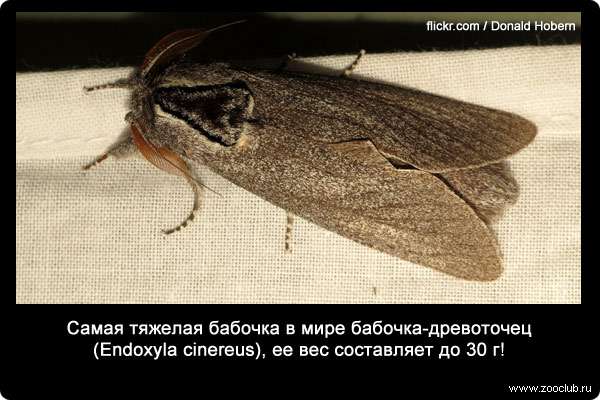  Самая тяжелая бабочка в мире бабочка-древоточец (Endoxyla cinereus), ее вес составляет до 30 г