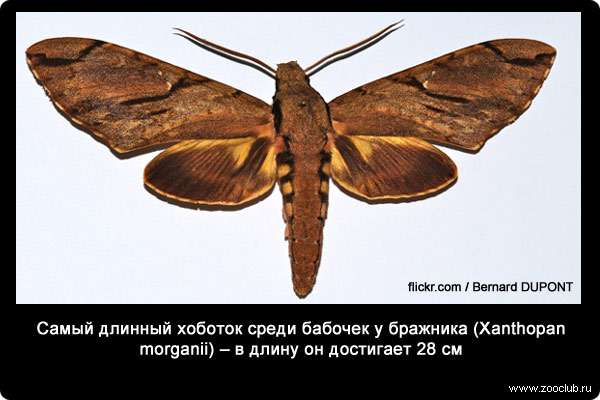  Самый длинный хоботок среди бабочек у бражника (Xanthopan morganii) - в длину он достигает 28 см
