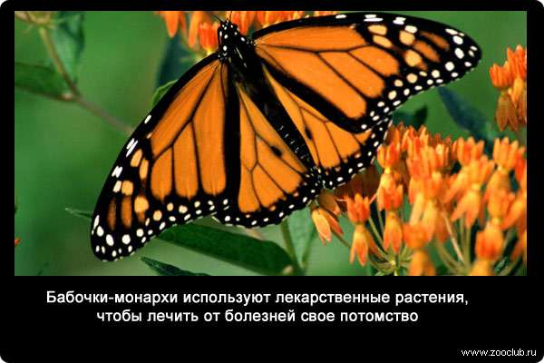  Бабочки-монархи используют лекарственные растения, чтобы лечить от болезней свое потомство
