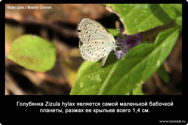  Голубянка Zizula hylax является самой маленькой бабочкой планеты, размах ее крыльев всего 1,4 см
