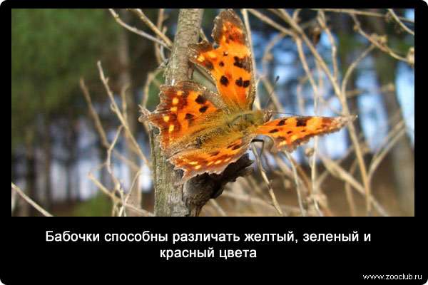  Бабочки способны различать желтый, зеленый и красный цвета