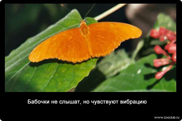  Бабочки не слышат, но чувствуют вибрацию