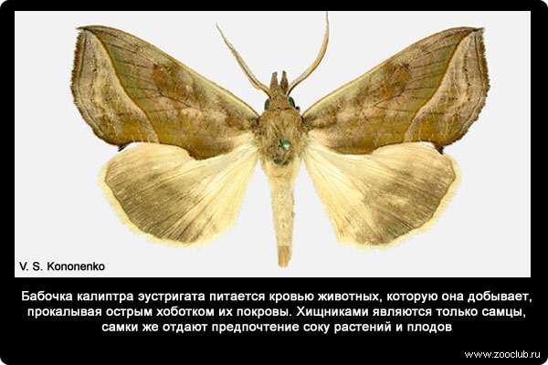  Бабочка калиптра эустригата (Calyptra eustrigata) питается кровью животных, которую она добывает, прокалывая острым хоботком их покровы. Хищниками являются только самцы, самки же отдают предпочтение соку растений и плодов