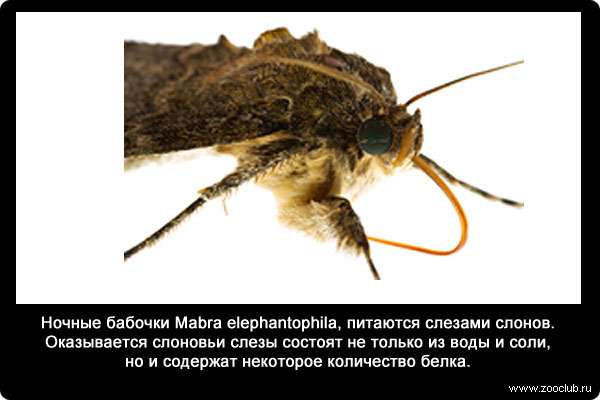  Ночные бабочки Mabra elephantophila, питаются слезами слонов. Оказывается слоновьи слезы состоят не только из воды и соли, но и содержат некоторое количество белка