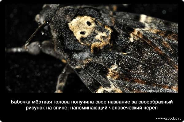  Бабочка мёртвая голова получила свое название за своеобразный рисунок на спине, напоминающий человеческий череп