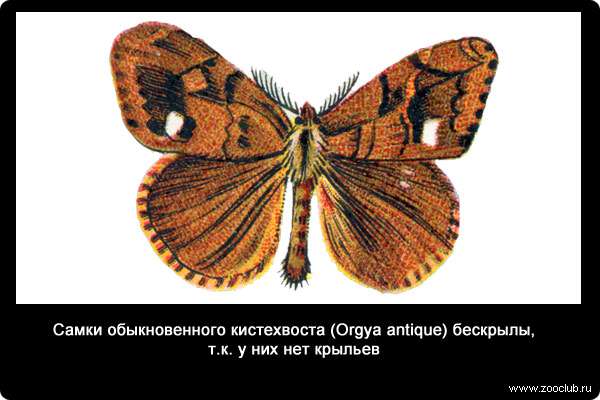  Самки обыкновенного кистехвоста (Orgya antique) бескрылы, т.к. у них нет крыльев