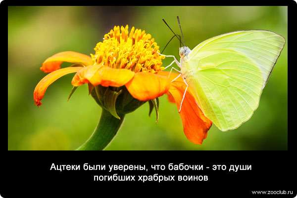  Ацтеки были уверены, что бабочки - это души погибших храбрых воинов