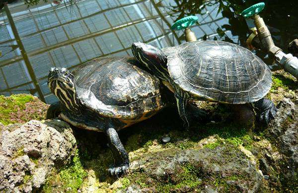 Красноухие черепахи (Trachemys scripta), фото рептилии фотография