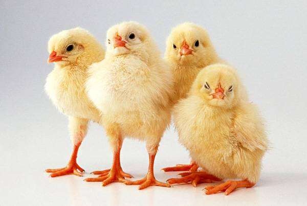 Цыплята, фото новости о животных фотография птицы