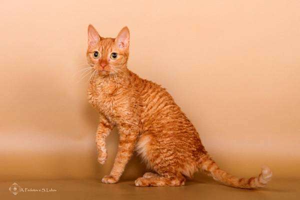 Уральский рекс, изображение породы кошек фото