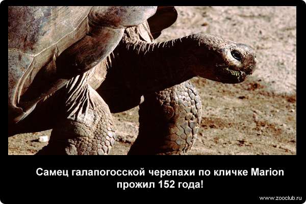  Самец галапогосской черепахи (Chelonoidis elephantopus) по кличке Marion прожил 152 года