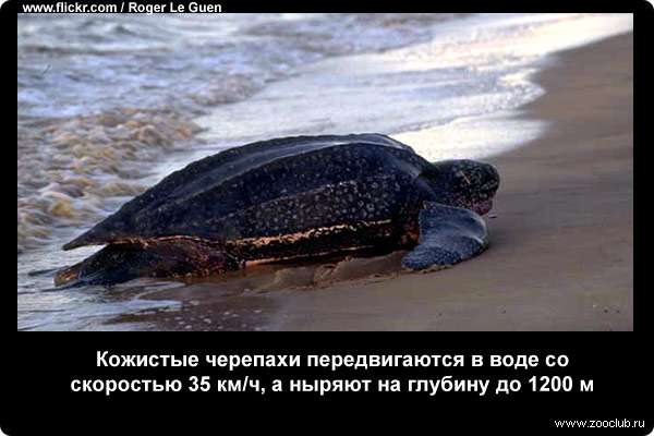  Кожистые черепахи (Dermochelys coriacea) передвигаются в воде со скоростью 35 км/ч, а ныряют на глубину до 1200 м