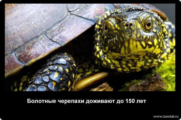  Болотные черепахи доживают до 150 лет