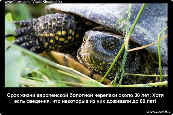  Срок жизни европейской болотной черепахи около 30 лет. Хотя есть сведения, что некоторые из них доживали до 80 лет