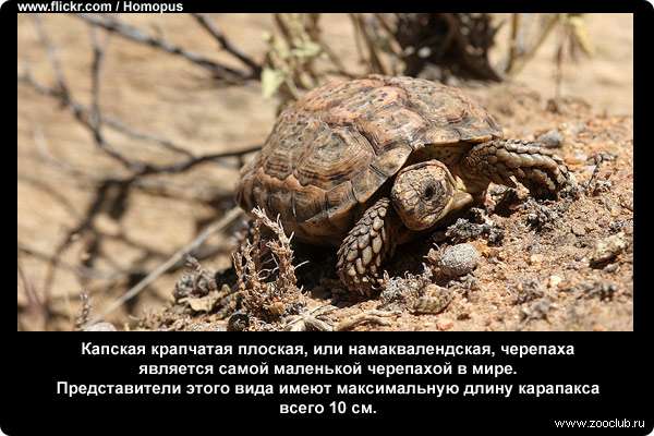  Капская крапчатая плоская, или намаквалендская, черепаха (Homopus signatus) является самой маленькой черепахой в мире. Представители этого вида имеют максимальную длину карапакса всего 10 см