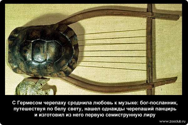  С Гермесом черепаху сроднила любовь к музыке: бог-посланник, путешествуя по белу свету, нашел однажды черепаший панцирь и изготовил из него первую семиструнную лиру