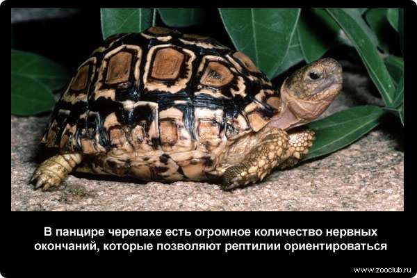  В панцире черепахе есть огромное количество нервных окончаний, которые позволяют рептилии ориентироваться