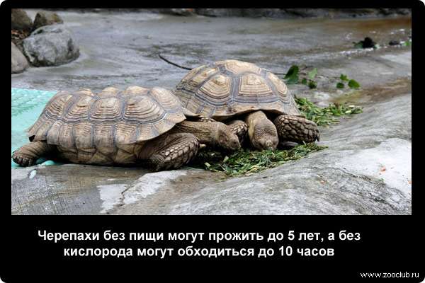  Черепахи без пищи могут прожить до 5 лет, а без кислорода могут обходиться до 10 часов