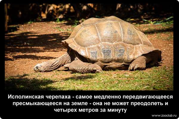  Исполинская черепаха - самое медленно передвигающееся пресмыкающееся на земле - она не может преодолеть и четырех метров за минуту