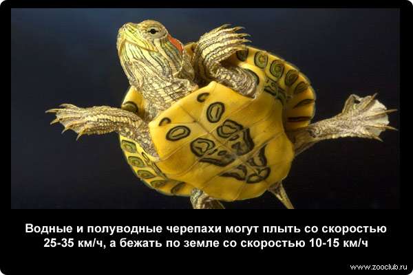 Водные и полуводные черепахи могут плыть со скоростью 25-35 км/ч, а бежать по земле со скоростью 10-15 км/час