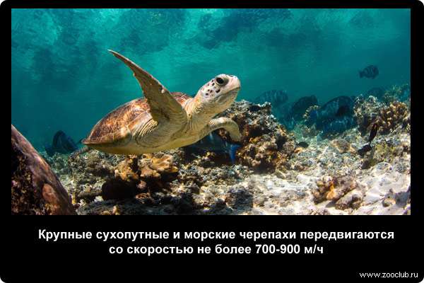  Крупные сухопутные и морские черепахи передвигаются со скоростью не более 700-900 м/час