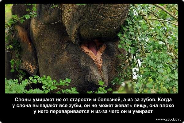  Слоны умирают не от старости и болезней, а из-за зубов. Когда у слона выпадают все зубы, он не может жевать пищу, она плохо у него переваривается и из-за чего он и умирает