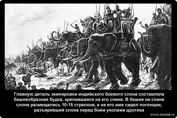  Главную деталь экипировки индийского боевого слона составляла башнеобразная будка, крепившаяся на его спине широкими подпругами и цепью. Железной цепью иногда обматывали и хобот слона, что придавало сокрушительную мощь его ударам. В башне на спине слона размещались 10 - 15 стрелков, а на его шее сидел погонщик, разъярявший слона перед боем уколами дротика