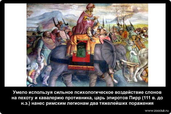  Умело используя сильное психологическое воздействие слонов на пехоту и кавалерию противника, царь эпиротов Пирр (111 в. до н.э.) нанес римским легионам два тяжелейших поражения