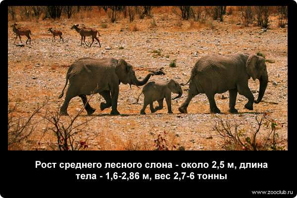  Рост среднего лесного слона - около 2,5 м, а длина тела - 1,6-2,86 м, вес 2,7-6 тонны