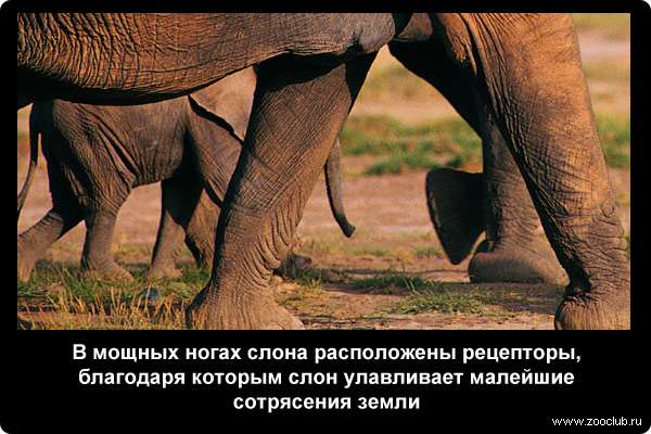  В мощных ногах слона расположены рецепторы, благодаря которым слон улавливает малейшие сотрясения земли