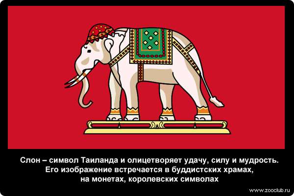  Слон - символ Таиланда и олицетворяет удачу, силу и мудрость. Его изображение встречается в буддистских храмах, на монетах, королевских символах