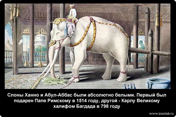  Слоны Ханно и Абул-Аббас были абсолютно белыми. Первый был подарен Папе Римскому в 1514 году, другой - Карлу Великому халифом Багдада в 798 году