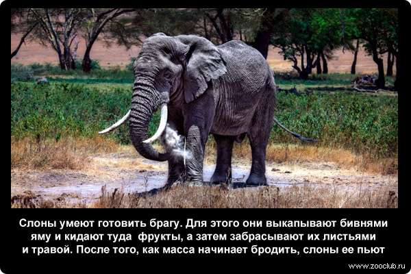  Слоны умеют готовить брагу. Для этого они выкапывают бивнями яму и кидают туда фрукты, а затем забрасывают их листьями и травой. После того, как масса начинает бродить, слоны ее пьют