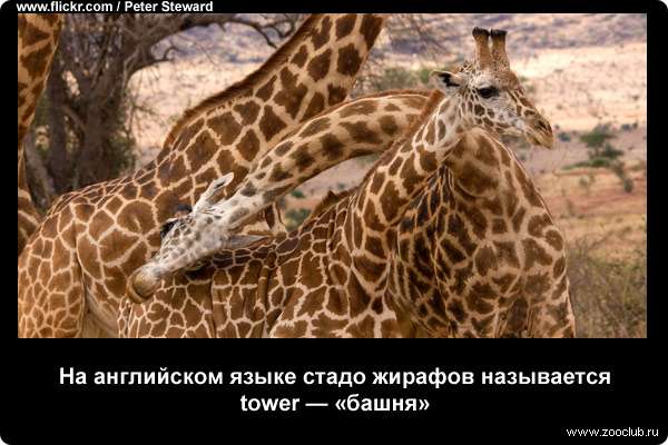  На английском языке стадо жирафов называется tower - башня