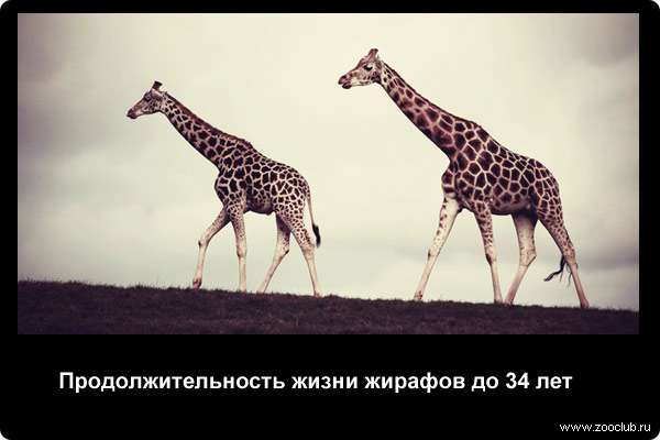  Продолжительность жизни жирафов до 34 лет
