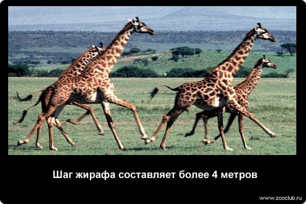  Шаг жирафа составляет более 4 метров