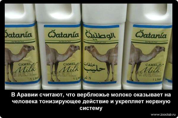  В Аравии считают, что верблюжье молоко оказывает на человека тонизирующее действие и укрепляет нервную систему