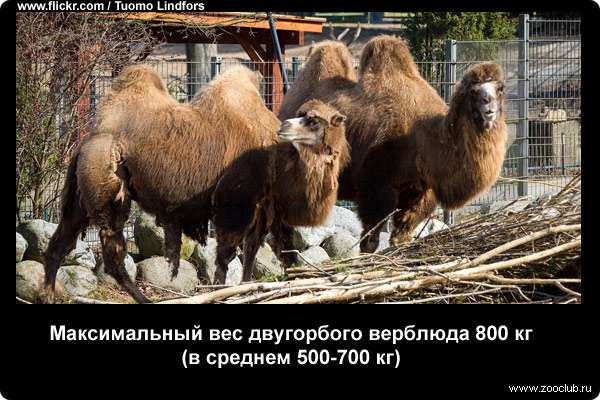  Максимальный вес двугорбого верблюда 800 кг (в среднем 500-700 кг)