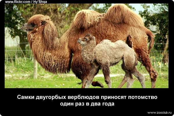  Самки двугорбых верблюдов приносят потомство один раз в два года